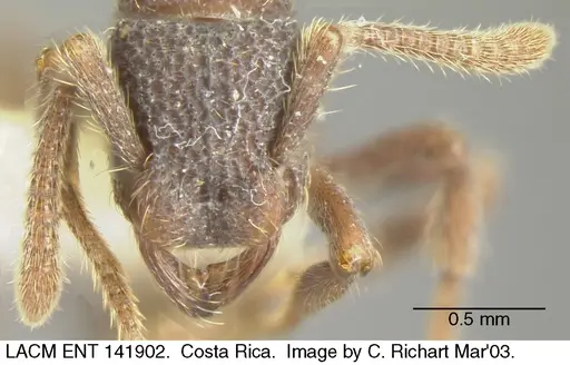Alfaria minuta specimen LACMENT141902 image lacment141902_1