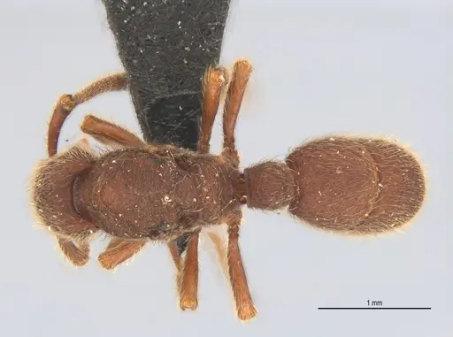 Alfaria minuta specimen UFV-LABECOL-005675 image ufv-labecol-005675_1