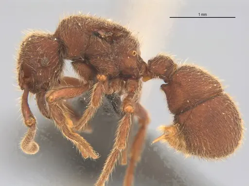 Alfaria minuta specimen UFV-LABECOL-005675 image ufv-labecol-005675_3