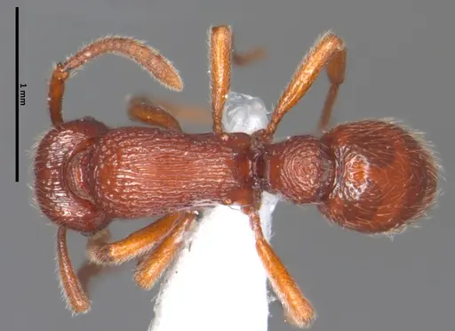 Alfaria piei specimen DZUP548816 image dzup548816_1