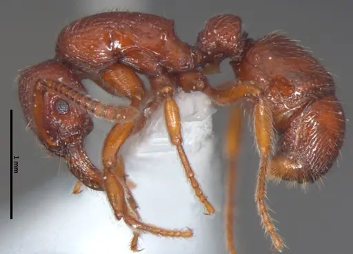 Alfaria piei specimen DZUP548816 image dzup548816_3
