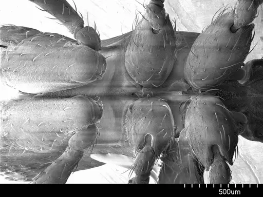 Alfaria simulans specimen ANTWEB1008529 image antweb1008529_1