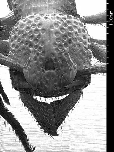 Alfaria simulans specimen ANTWEB1008529 image antweb1008529_2
