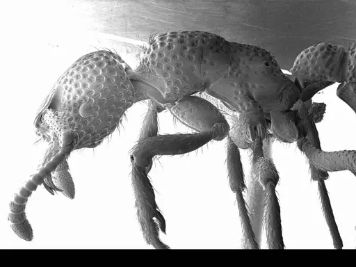 Alfaria simulans specimen ANTWEB1008529 image antweb1008529_3