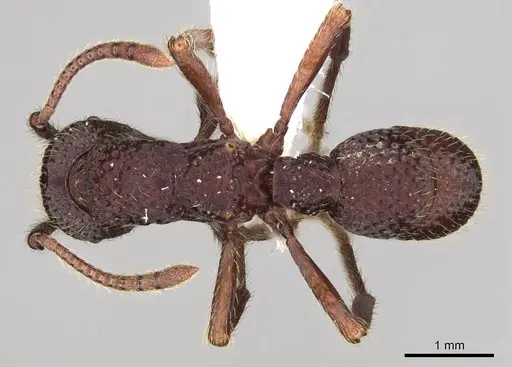Alfaria simulans specimen CASENT0281522 image casent0281522_1