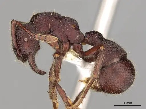 Alfaria simulans specimen CASENT0281522 image casent0281522_3