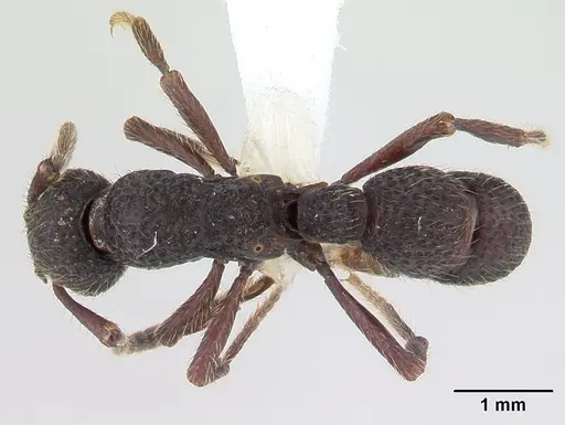 Alfaria simulans specimen CASENT0603729 image casent0603729_1