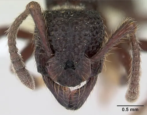 Alfaria simulans specimen CASENT0603729 image casent0603729_2
