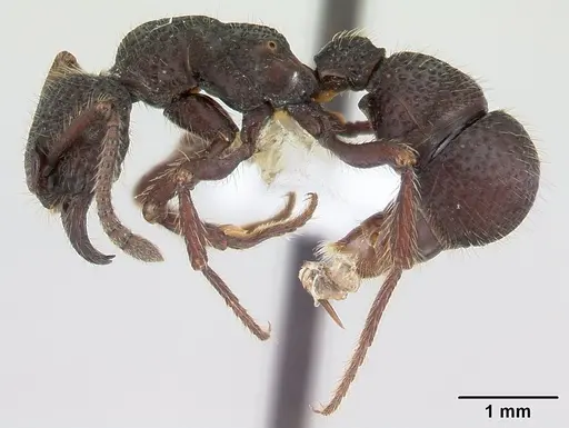 Alfaria simulans specimen CASENT0603729 image casent0603729_3