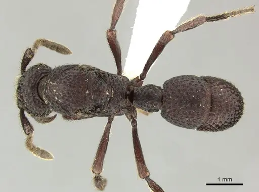 Alfaria simulans specimen CASENT0617577 image casent0617577_1