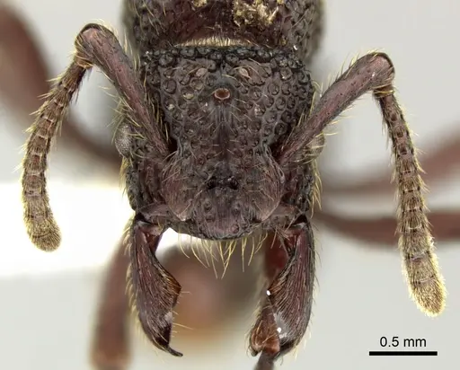 Alfaria simulans specimen CASENT0617577 image casent0617577_2