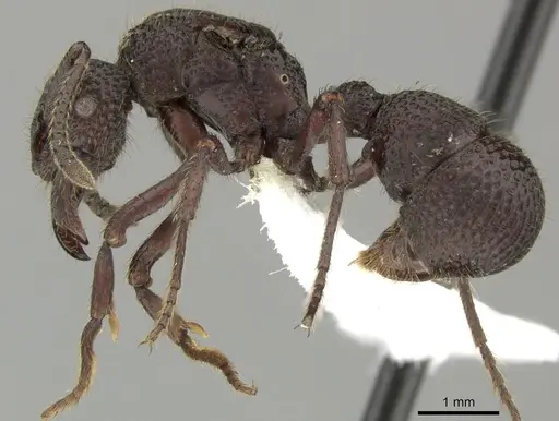 Alfaria simulans specimen CASENT0617577 image casent0617577_3