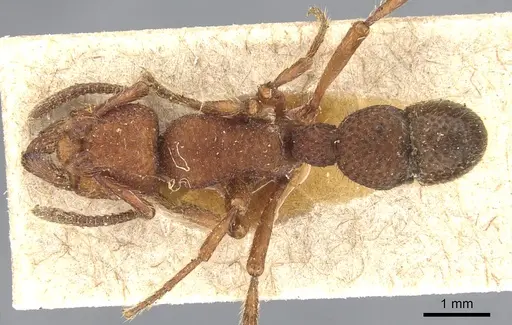 Alfaria simulans specimen CASENT0903848 image casent0903848_1