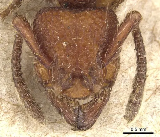 Alfaria simulans specimen CASENT0903848 image casent0903848_2