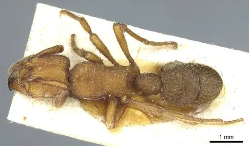 Alfaria simulans specimen CASENT0915916 image casent0915916_1