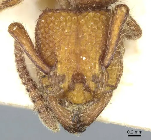 Alfaria simulans specimen CASENT0915916 image casent0915916_2