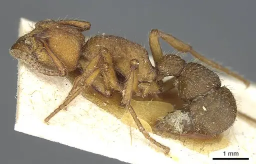 Alfaria simulans specimen CASENT0915916 image casent0915916_3