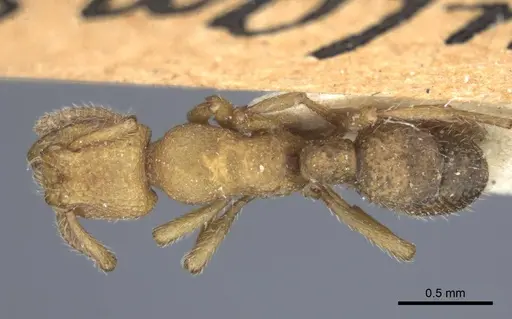 Alfaria simulans specimen CASENT0916804 image casent0916804_1