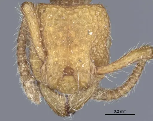 Alfaria simulans specimen CASENT0916804 image casent0916804_2