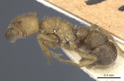 Alfaria simulans specimen CASENT0916804 image casent0916804_3