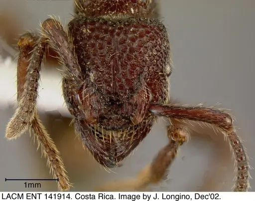 Alfaria simulans specimen LACMENT141914 image lacment141914_1