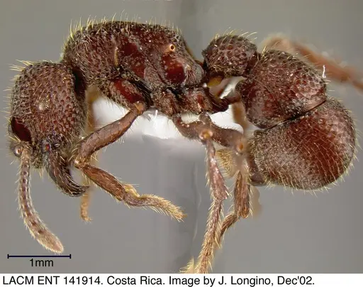 Alfaria simulans specimen LACMENT141914 image lacment141914_2