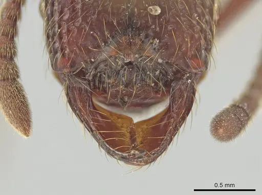 Alfaria simulans specimen LACMENT141922 image lacment141922_1