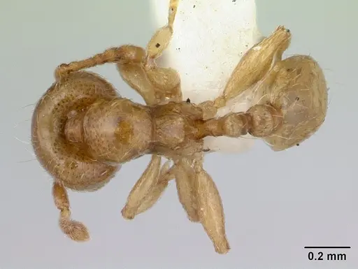 Allomerus decemarticulatus specimen CASENT0178477 image casent0178477_1