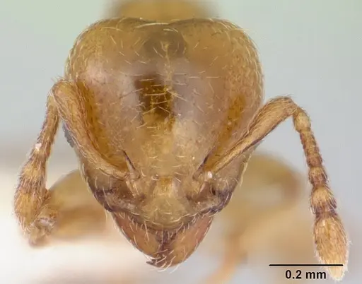 Allomerus decemarticulatus specimen CASENT0178477 image casent0178477_2