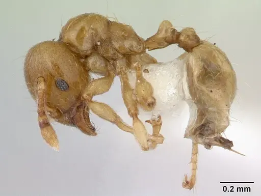 Allomerus decemarticulatus specimen CASENT0178477 image casent0178477_3