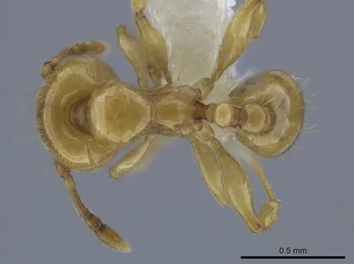 Allomerus decemarticulatus specimen CASENT0646187 image casent0646187_1