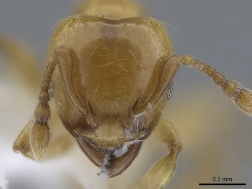 Allomerus decemarticulatus specimen CASENT0646187 image casent0646187_2