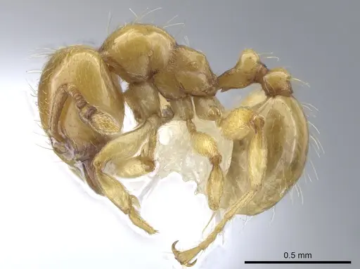 Allomerus decemarticulatus specimen CASENT0646187 image casent0646187_3