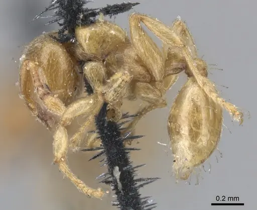 Allomerus decemarticulatus specimen CASENT0902176 image casent0902176_3