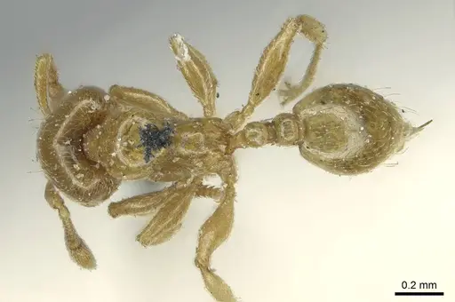 Allomerus decemarticulatus specimen CASENT0916032 image casent0916032_1