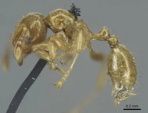 Allomerus decemarticulatus specimen CASENT0916032 image casent0916032_3
