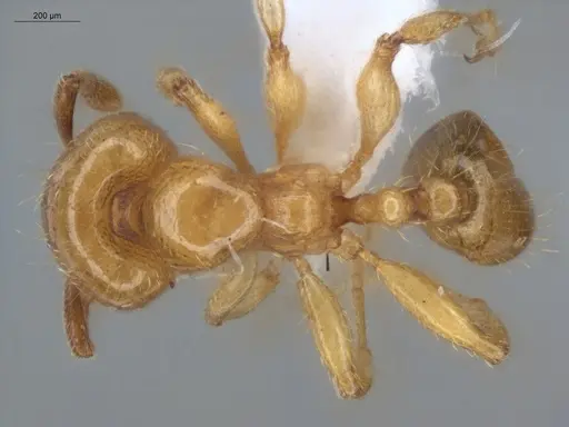 Allomerus decemarticulatus specimen ECOFOG-HC-0028 image ecofog-hc-0028_1