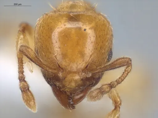 Allomerus decemarticulatus specimen ECOFOG-HC-0028 image ecofog-hc-0028_2