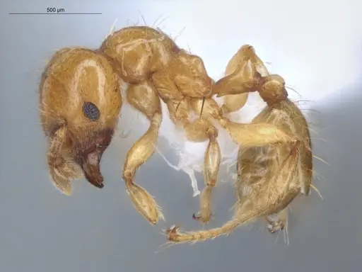 Allomerus decemarticulatus specimen ECOFOG-HC-0028 image ecofog-hc-0028_3