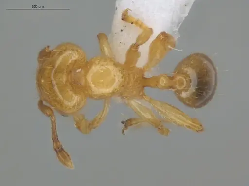 Allomerus decemarticulatus specimen ECOFOG-HC-0049-03 image ecofog-hc-0049-03_1