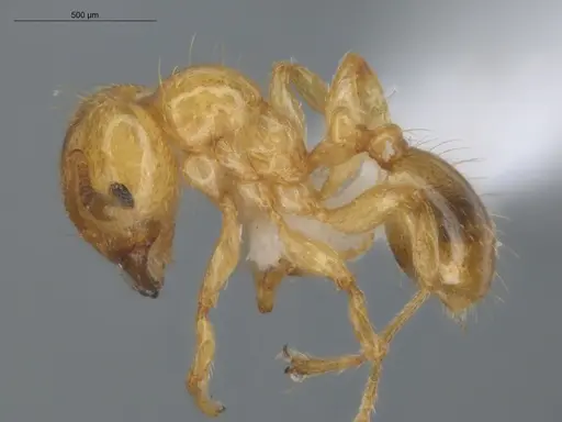 Allomerus decemarticulatus specimen ECOFOG-HC-0049-03 image ecofog-hc-0049-03_3