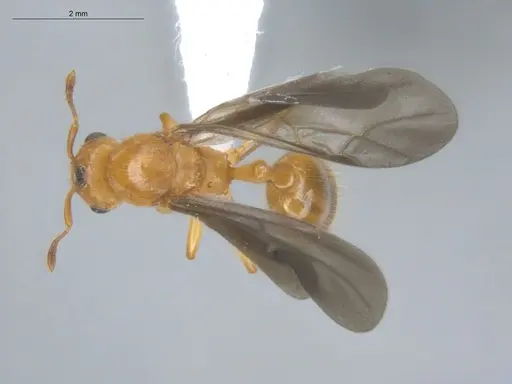 Allomerus decemarticulatus specimen ECOFOG-HC-0049-04 image ecofog-hc-0049-04_1