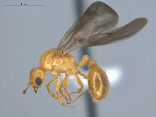 Allomerus decemarticulatus specimen ECOFOG-HC-0049-04 image ecofog-hc-0049-04_3