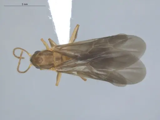 Allomerus decemarticulatus specimen ECOFOG-HC-0049-06 image ecofog-hc-0049-06_1