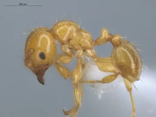 Allomerus decemarticulatus specimen ECOFOG-HC-0051-01 image ecofog-hc-0051-01_3