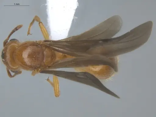 Allomerus decemarticulatus specimen ECOFOG-HC-0051-04 image ecofog-hc-0051-04_1