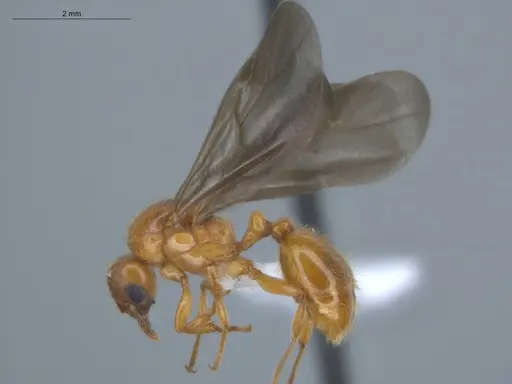 Allomerus decemarticulatus specimen ECOFOG-HC-0051-04 image ecofog-hc-0051-04_3