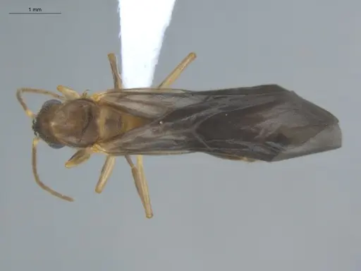 Allomerus decemarticulatus specimen ECOFOG-HC-0051-05 image ecofog-hc-0051-05_1