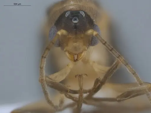 Allomerus decemarticulatus specimen ECOFOG-HC-0051-05 image ecofog-hc-0051-05_2