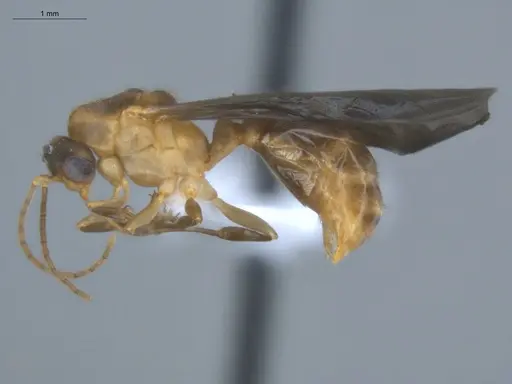 Allomerus decemarticulatus specimen ECOFOG-HC-0051-05 image ecofog-hc-0051-05_3